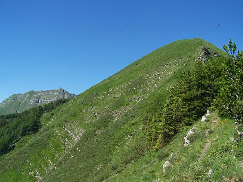 Fuori-dal-bosco.JPG