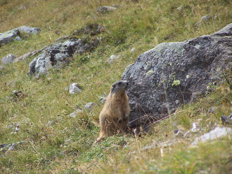 Marmotta.JPG