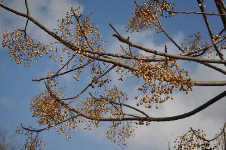 Albero ignoto1.jpg