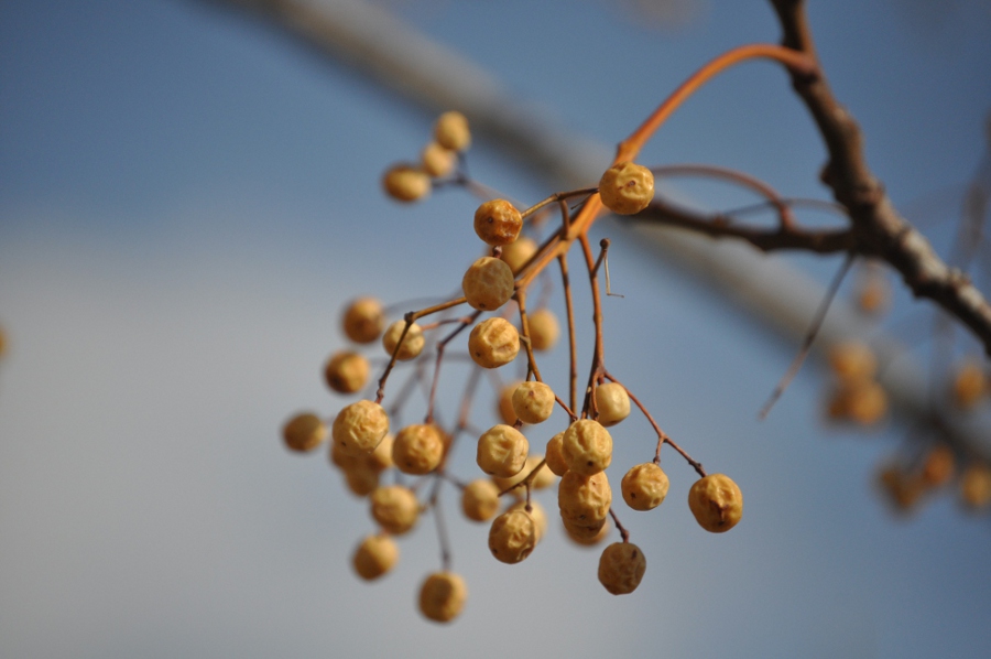 Albero ignoto2.jpg